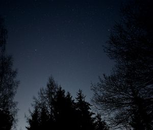 Preview wallpaper starry sky, stars, night, branches, bottom view