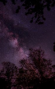 Preview wallpaper starry sky, stars, sky, night, trees