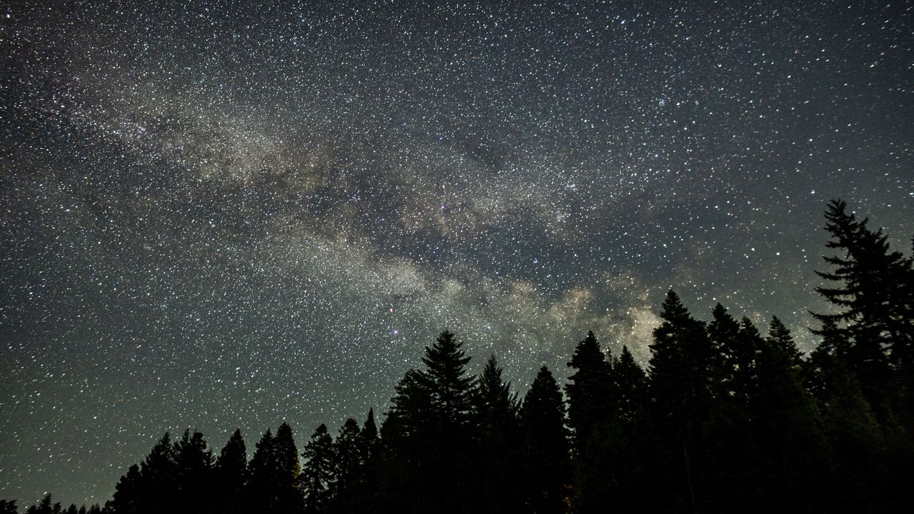 Wallpaper starry sky, stars, spruce, trees, night