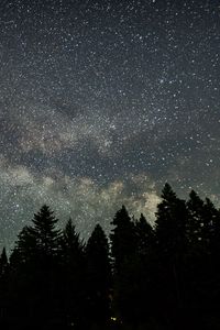 Preview wallpaper starry sky, stars, spruce, trees, night