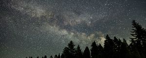 Preview wallpaper starry sky, stars, spruce, trees, night