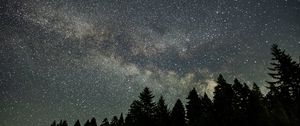 Preview wallpaper starry sky, stars, spruce, trees, night