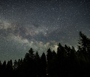 Preview wallpaper starry sky, stars, spruce, trees, night