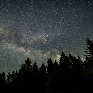 Preview wallpaper starry sky, stars, spruce, trees, night