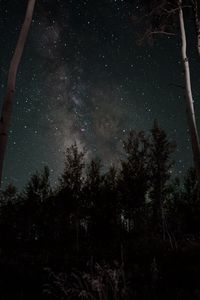 Preview wallpaper starry sky, stars, trees, night