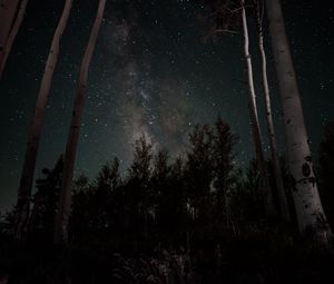 Preview wallpaper starry sky, stars, trees, night