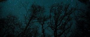 Preview wallpaper starry sky, stars, trees, view from below, night