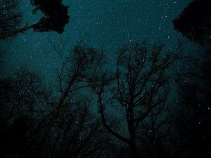 Preview wallpaper starry sky, stars, trees, view from below, night