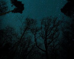 Preview wallpaper starry sky, stars, trees, view from below, night