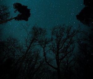 Preview wallpaper starry sky, stars, trees, view from below, night