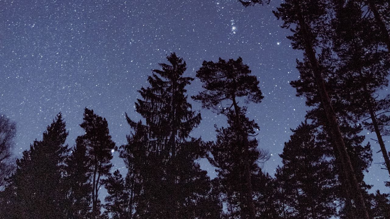 Wallpaper starry sky, stars, trees, night, view from below