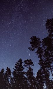 Preview wallpaper starry sky, stars, trees, night, view from below