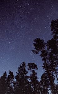 Preview wallpaper starry sky, stars, trees, night, view from below