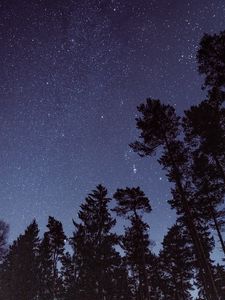 Preview wallpaper starry sky, stars, trees, night, view from below