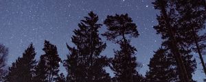 Preview wallpaper starry sky, stars, trees, night, view from below