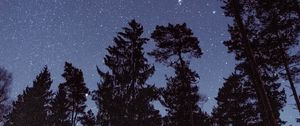 Preview wallpaper starry sky, stars, trees, night, view from below