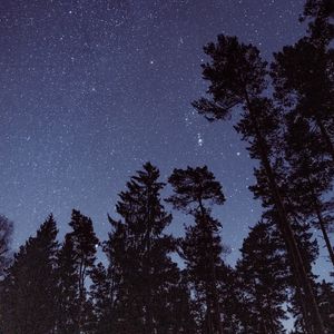 Preview wallpaper starry sky, stars, trees, night, view from below