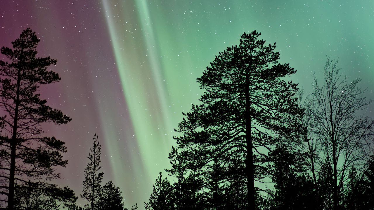 Wallpaper starry sky, the trees, northern lights