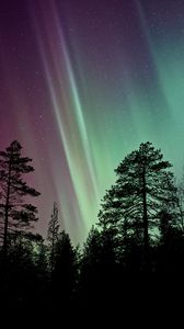 Preview wallpaper starry sky, the trees, northern lights