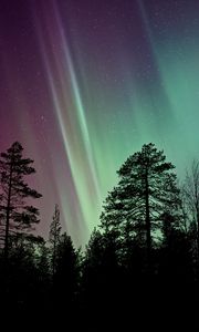 Preview wallpaper starry sky, the trees, northern lights