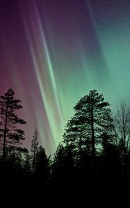 Preview wallpaper starry sky, the trees, northern lights