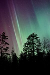 Preview wallpaper starry sky, the trees, northern lights