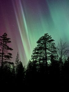 Preview wallpaper starry sky, the trees, northern lights