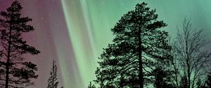 Preview wallpaper starry sky, the trees, northern lights