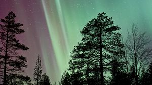 Preview wallpaper starry sky, the trees, northern lights