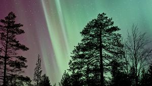 Preview wallpaper starry sky, the trees, northern lights