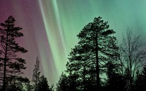 Preview wallpaper starry sky, the trees, northern lights