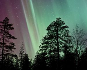 Preview wallpaper starry sky, the trees, northern lights