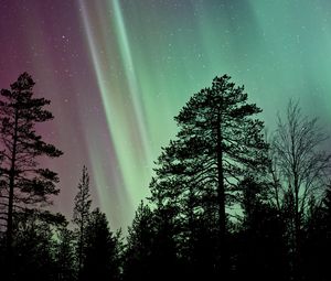 Preview wallpaper starry sky, the trees, northern lights