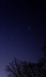 Preview wallpaper starry sky, tree, branches, silhouette, dark