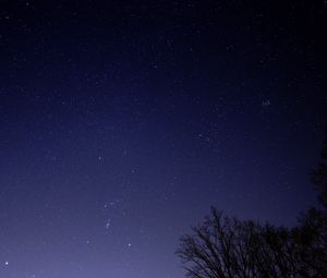 Preview wallpaper starry sky, tree, branches, silhouette, dark