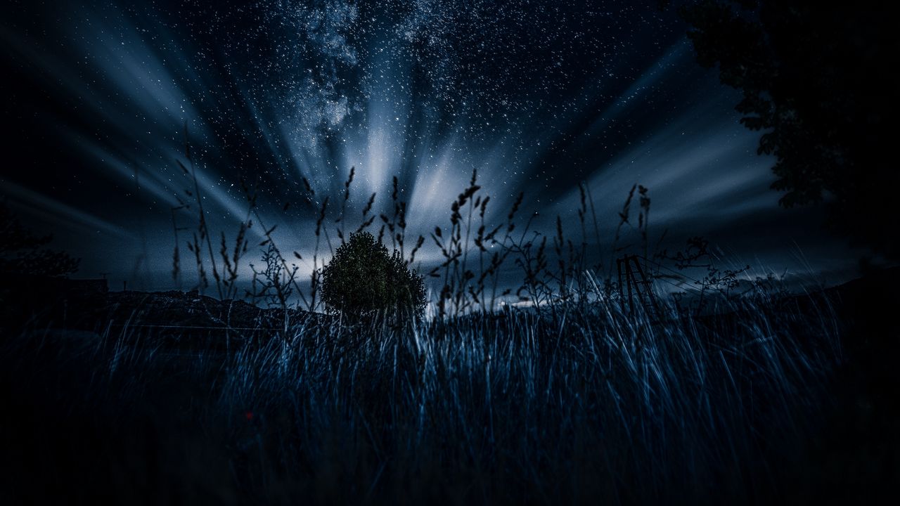 Wallpaper starry sky, tree, grass, night