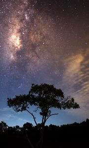 Preview wallpaper starry sky, tree, milky way, radiance
