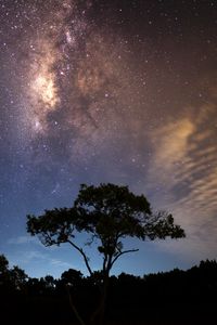 Preview wallpaper starry sky, tree, milky way, radiance