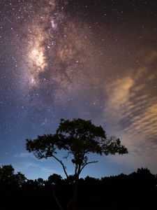 Preview wallpaper starry sky, tree, milky way, radiance