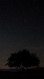Preview wallpaper starry sky, tree, night, sky