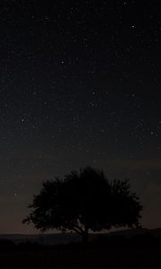 Preview wallpaper starry sky, tree, night, sky