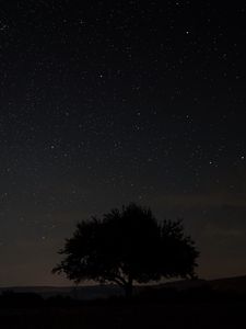 Preview wallpaper starry sky, tree, night, sky