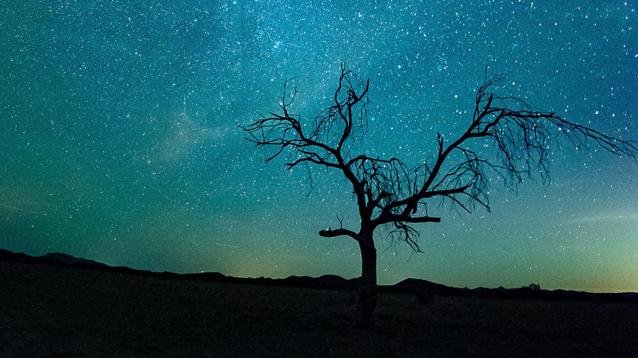 Wallpaper starry sky, tree, silhouette, shine