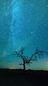Preview wallpaper starry sky, tree, silhouette, shine