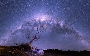 Preview wallpaper starry sky, tree, stars, sky, night