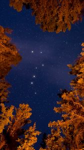 Preview wallpaper starry sky, trees, bottom view, stars, sky, night