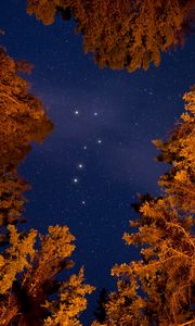 Preview wallpaper starry sky, trees, bottom view, stars, sky, night