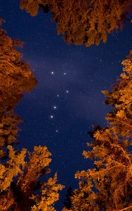 Preview wallpaper starry sky, trees, bottom view, stars, sky, night