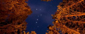 Preview wallpaper starry sky, trees, bottom view, stars, sky, night