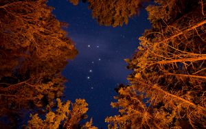 Preview wallpaper starry sky, trees, bottom view, stars, sky, night